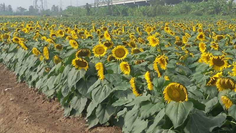 Sunflower Garden