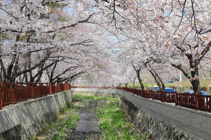 Jinhae Cherry Blossom